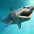 sharksfan15